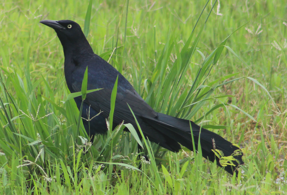 Great-tailed Grackle - ML620654543