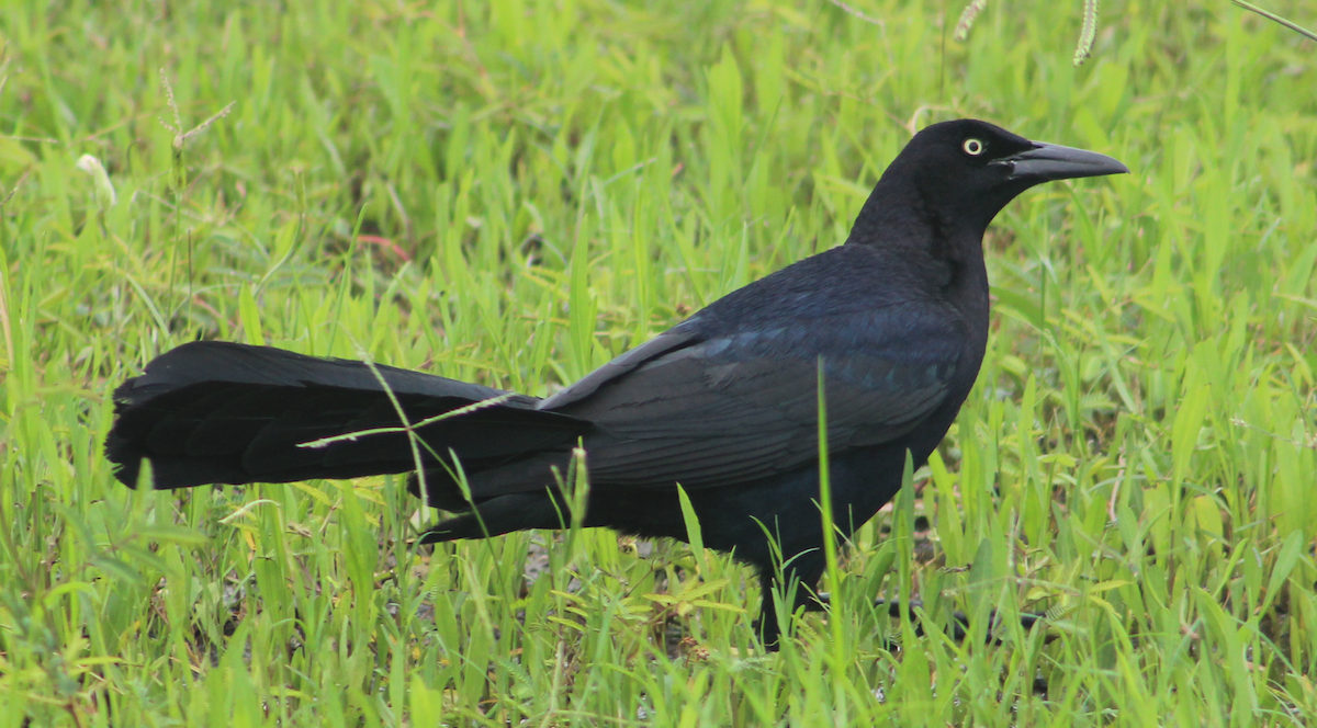 Great-tailed Grackle - ML620654544