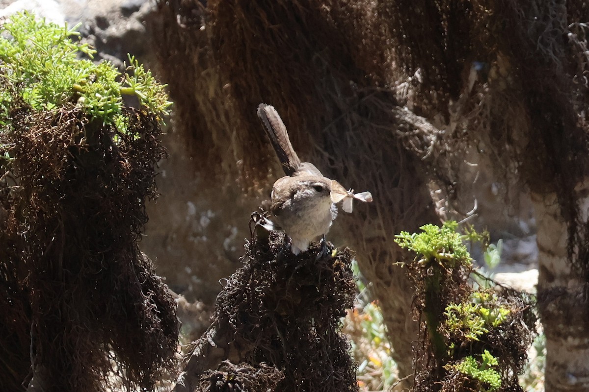 Bewick's Wren - ML620654546