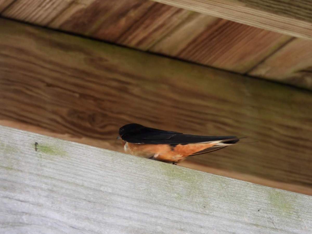 Barn Swallow - ML620654548