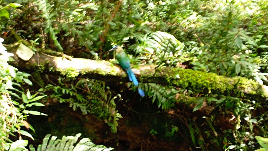 Andean Motmot - Miguel Arcángel García Pardo