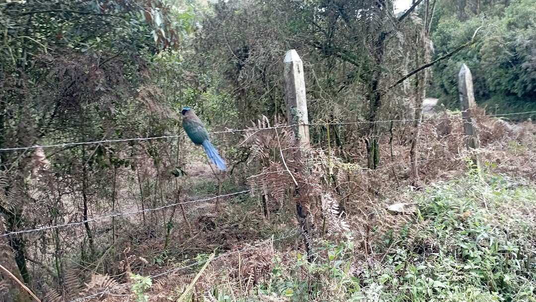 Andean Motmot - ML620654561