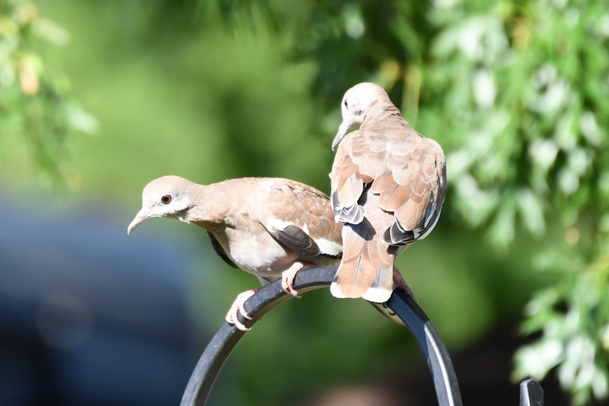 White-winged Dove - ML620654562