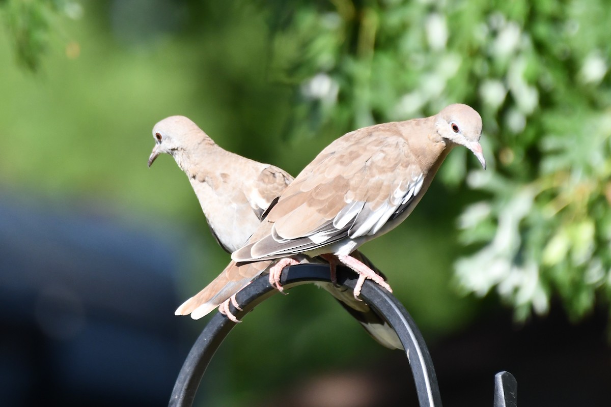 White-winged Dove - ML620654563