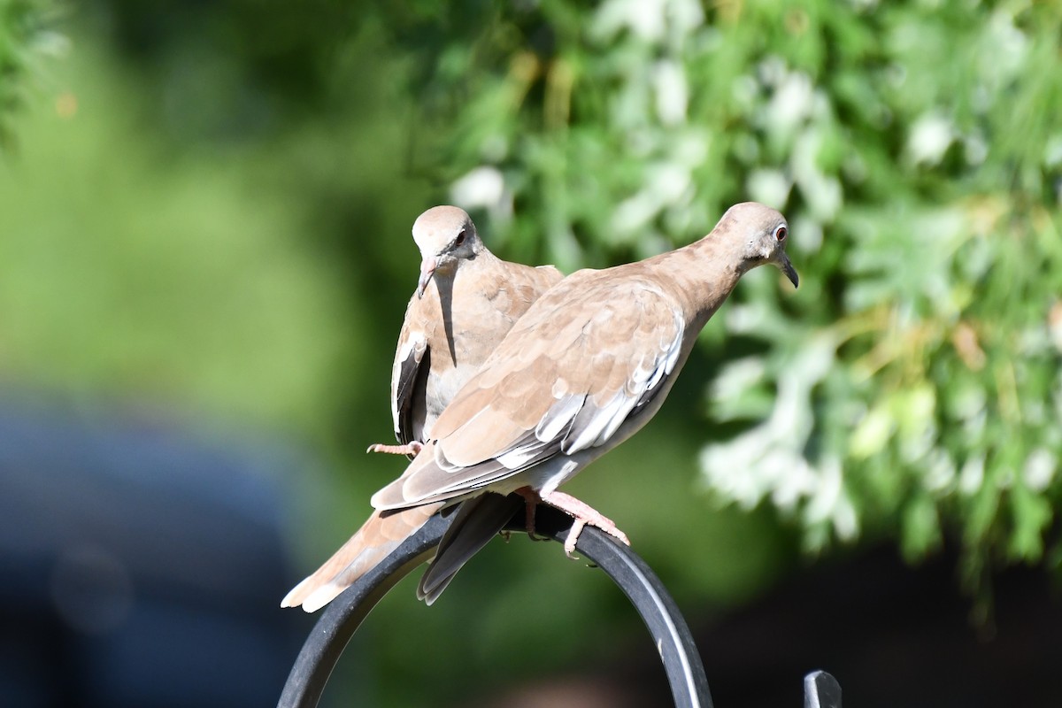 White-winged Dove - ML620654564