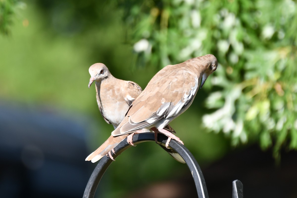 White-winged Dove - ML620654565