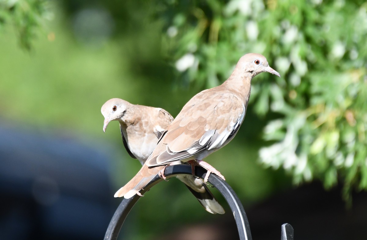 White-winged Dove - ML620654566