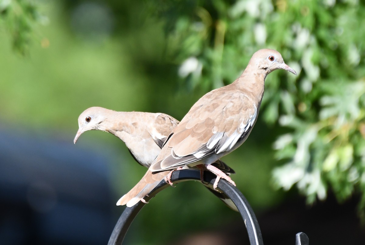 White-winged Dove - ML620654567