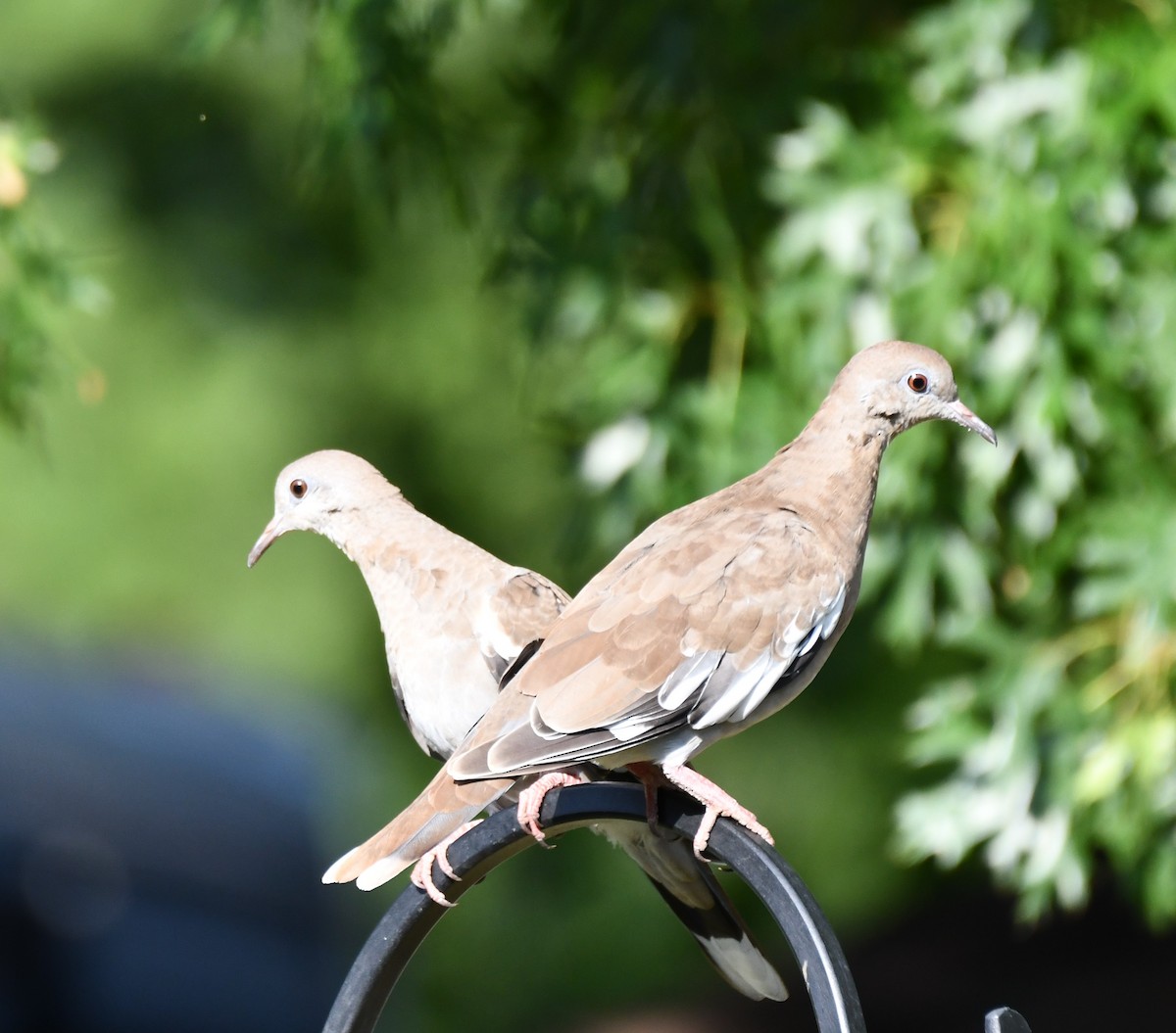 White-winged Dove - ML620654568