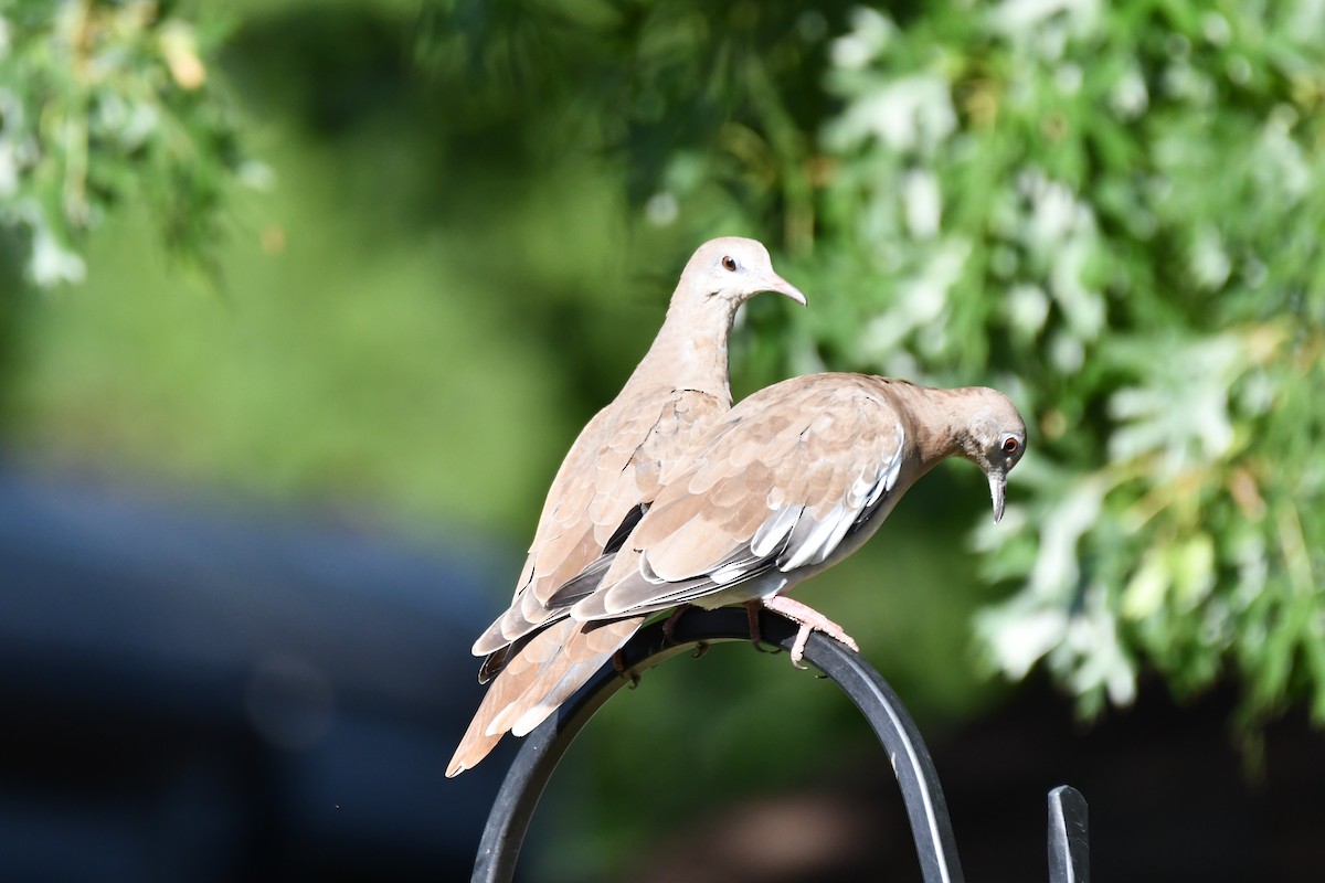 White-winged Dove - ML620654569