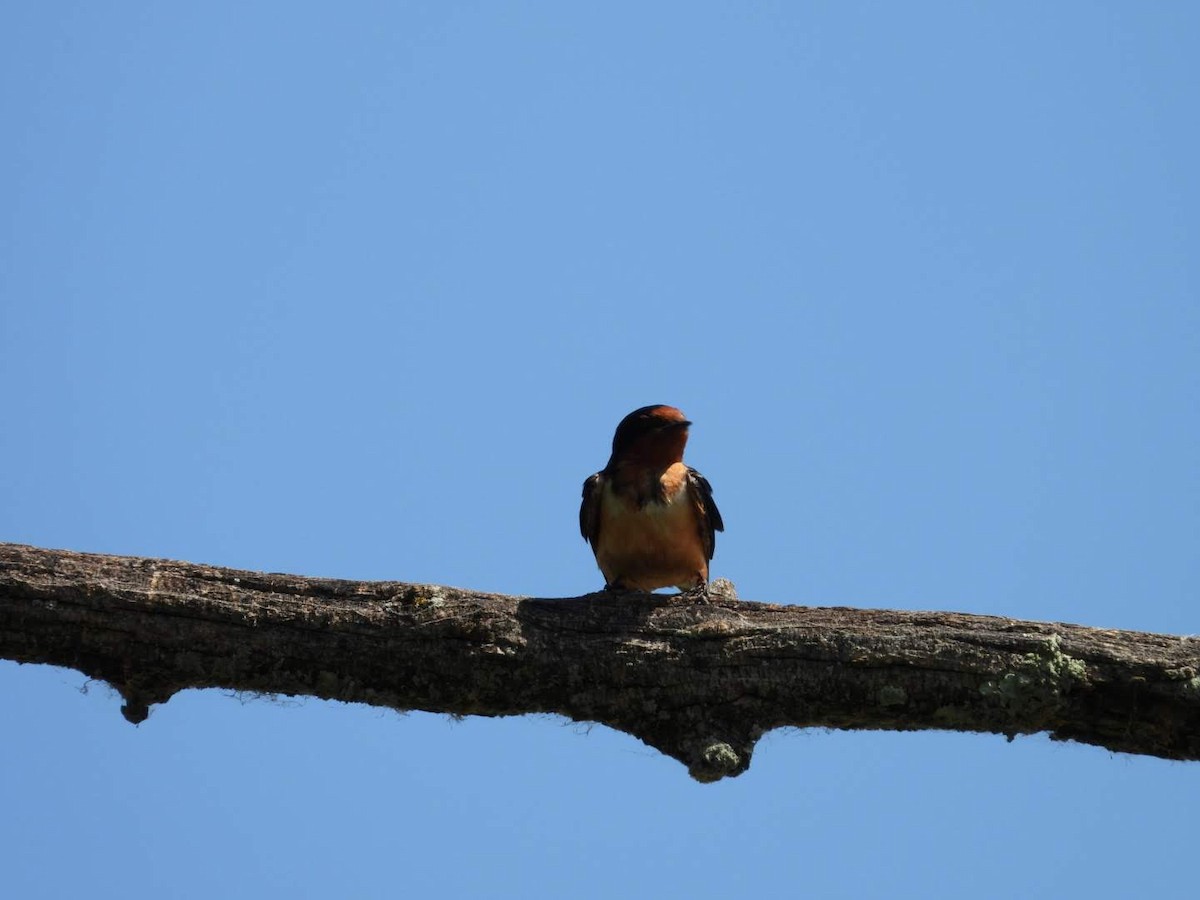 Barn Swallow - ML620654574