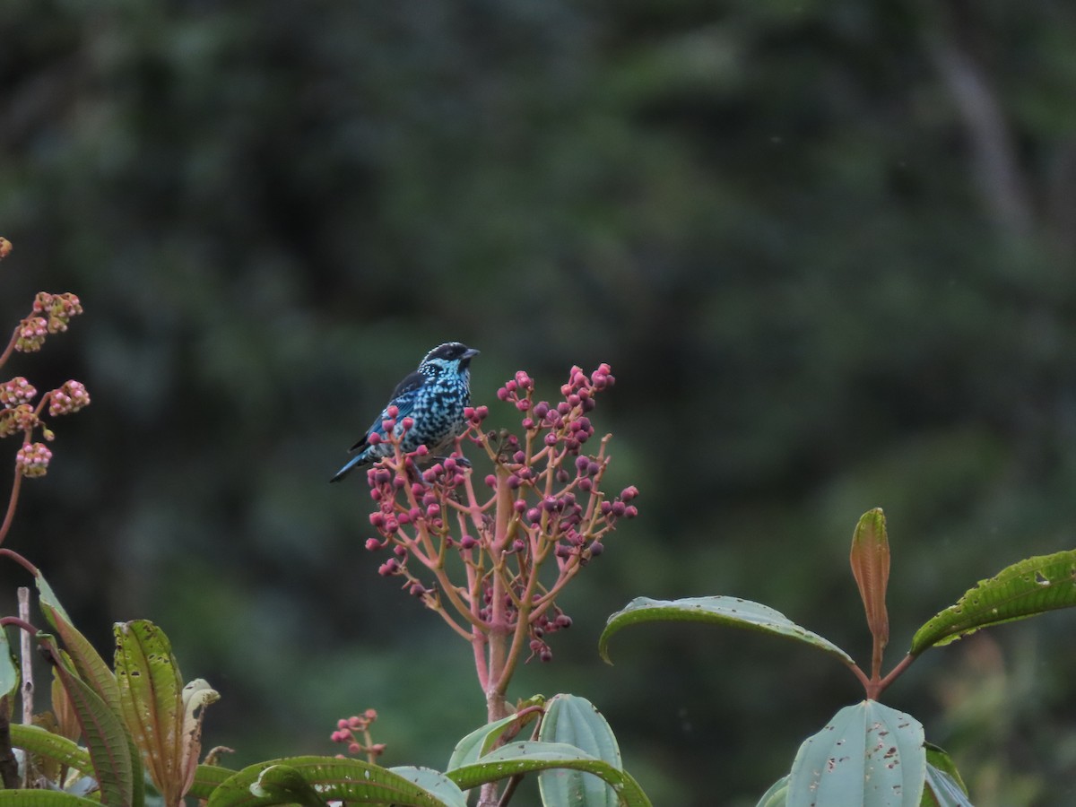 Beryl-spangled Tanager - Cristian Cufiño