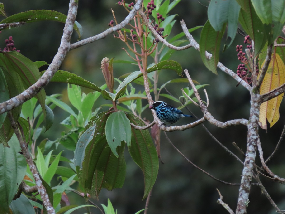 Beryl-spangled Tanager - ML620654582