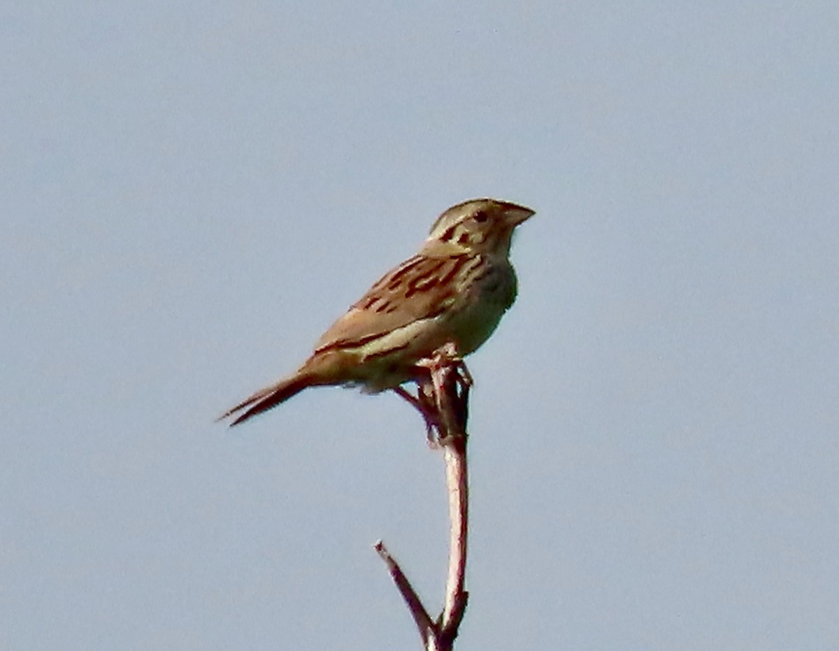 Henslow's Sparrow - ML620654584