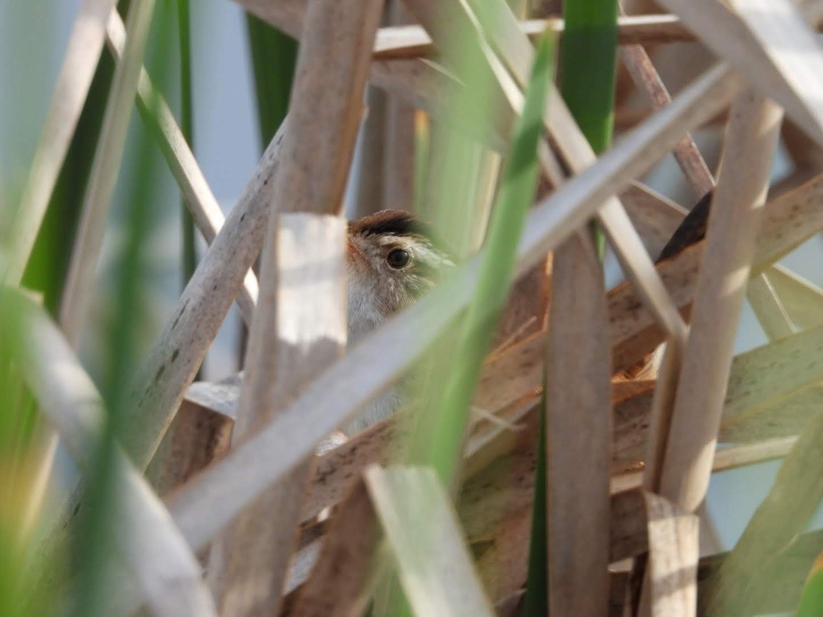 Marsh Wren - ML620654585