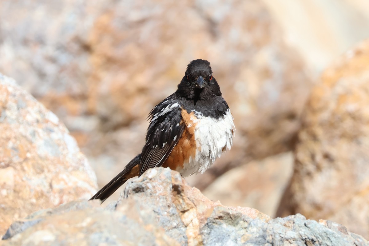 Spotted Towhee - ML620654587