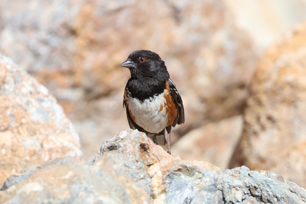 Spotted Towhee - ML620654588