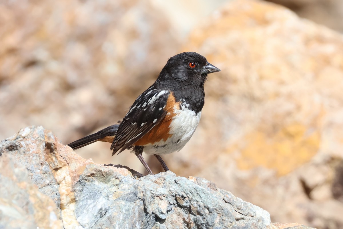 Spotted Towhee - ML620654589