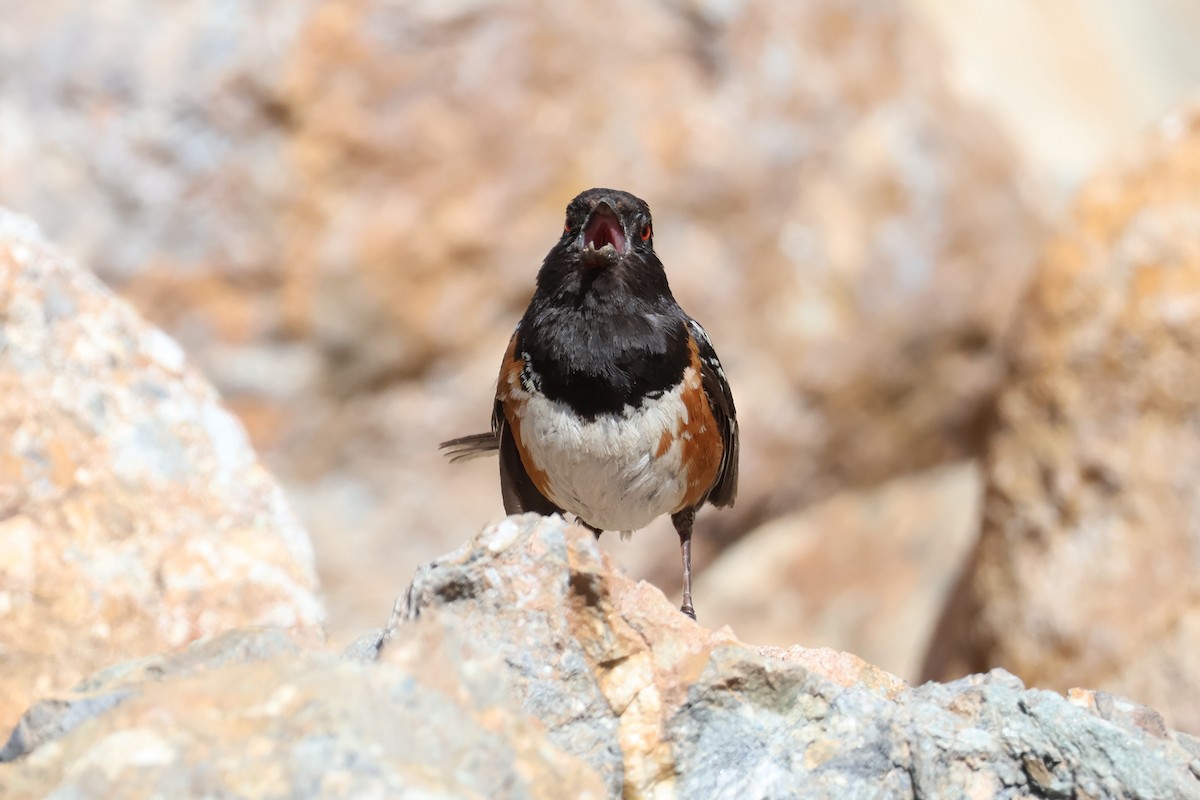 Spotted Towhee - ML620654591