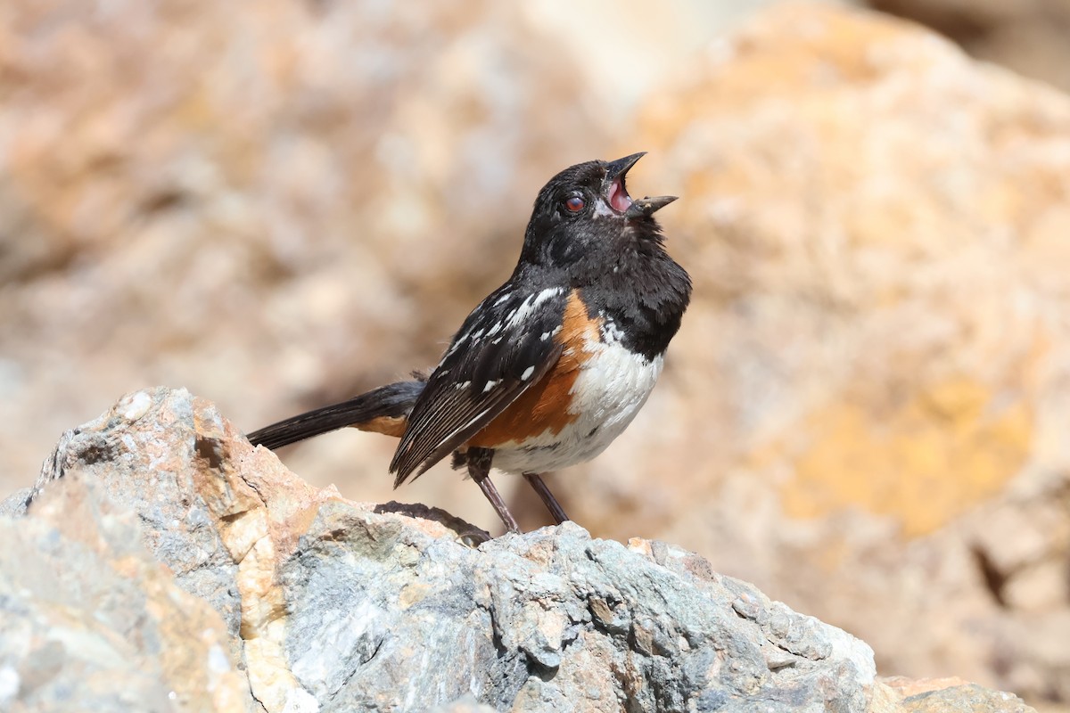 Spotted Towhee - ML620654592