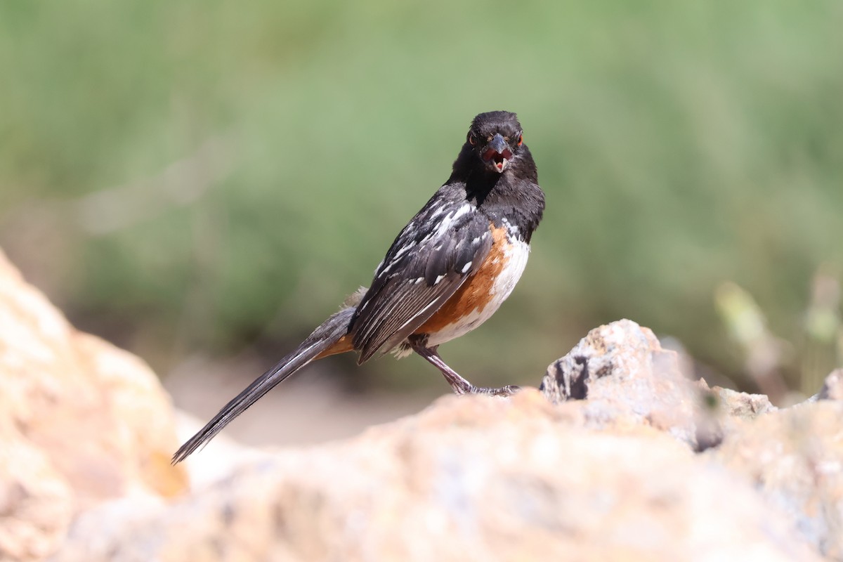 Spotted Towhee - ML620654593