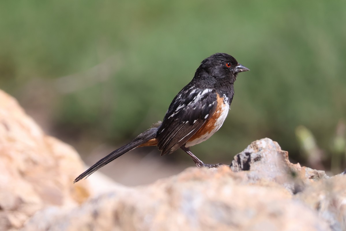 Spotted Towhee - ML620654594