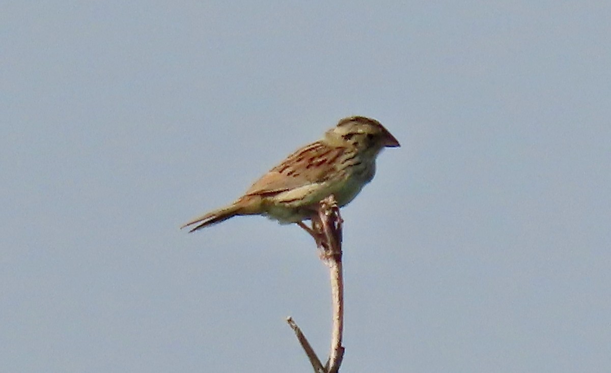 Henslow's Sparrow - ML620654596