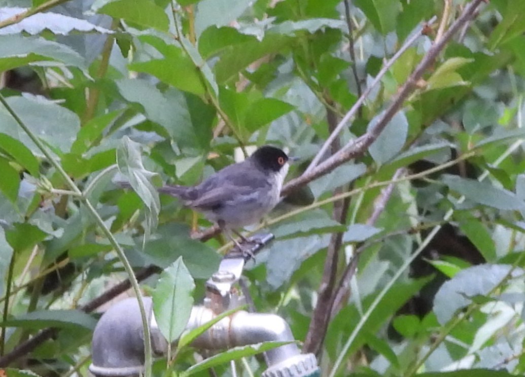 Sardinian Warbler - ML620654597