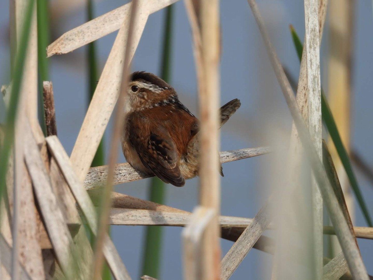 Marsh Wren - ML620654598