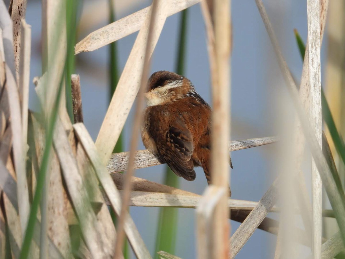 Marsh Wren - ML620654602