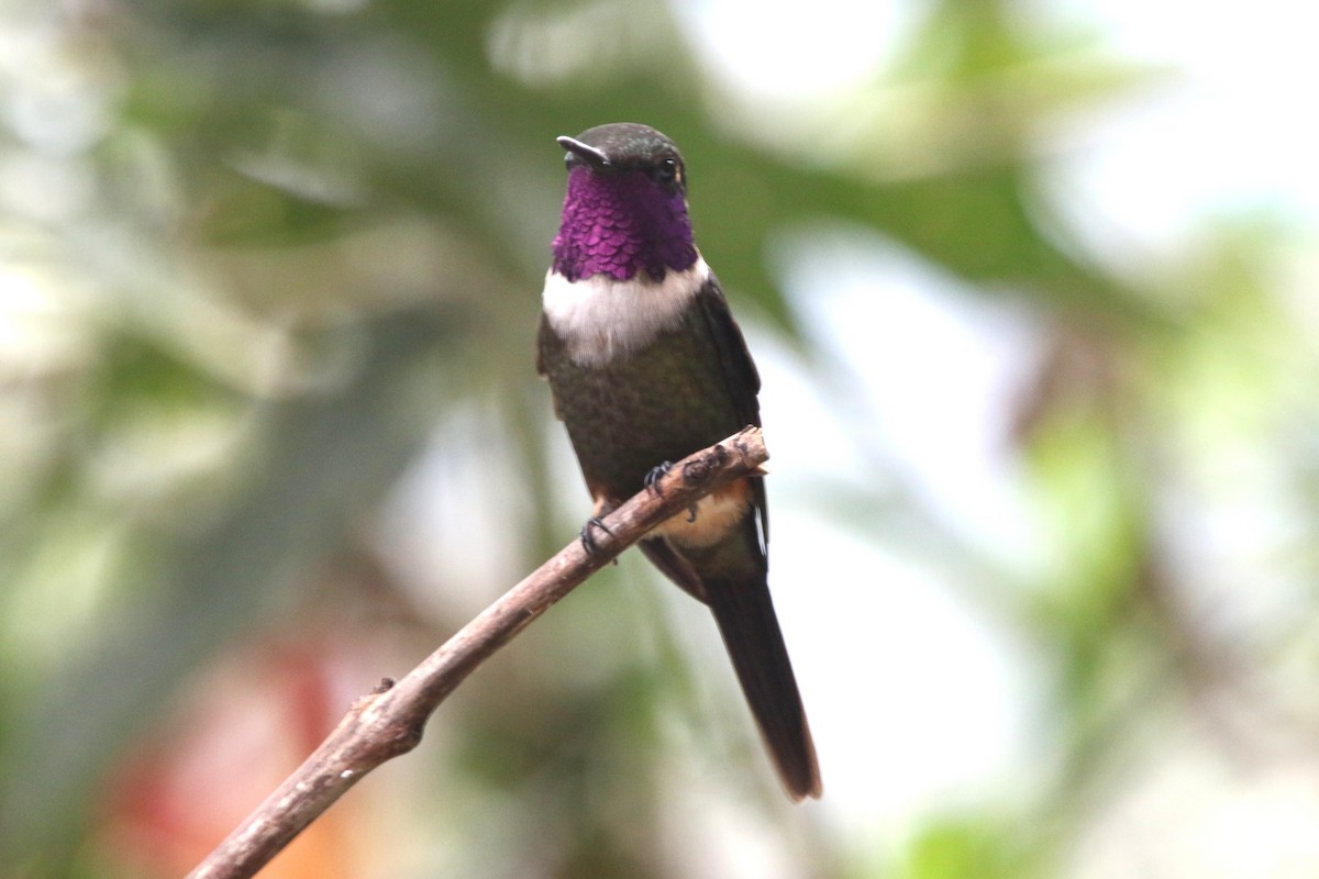 Purple-throated Woodstar - ML620654603