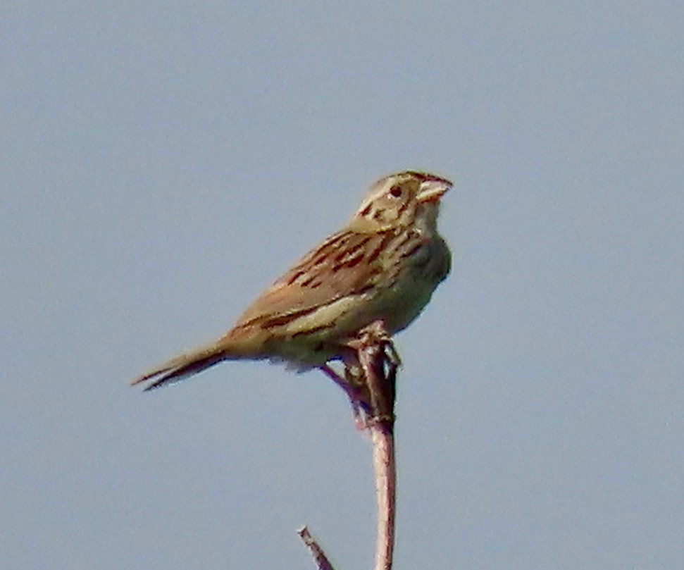 Henslow's Sparrow - ML620654604