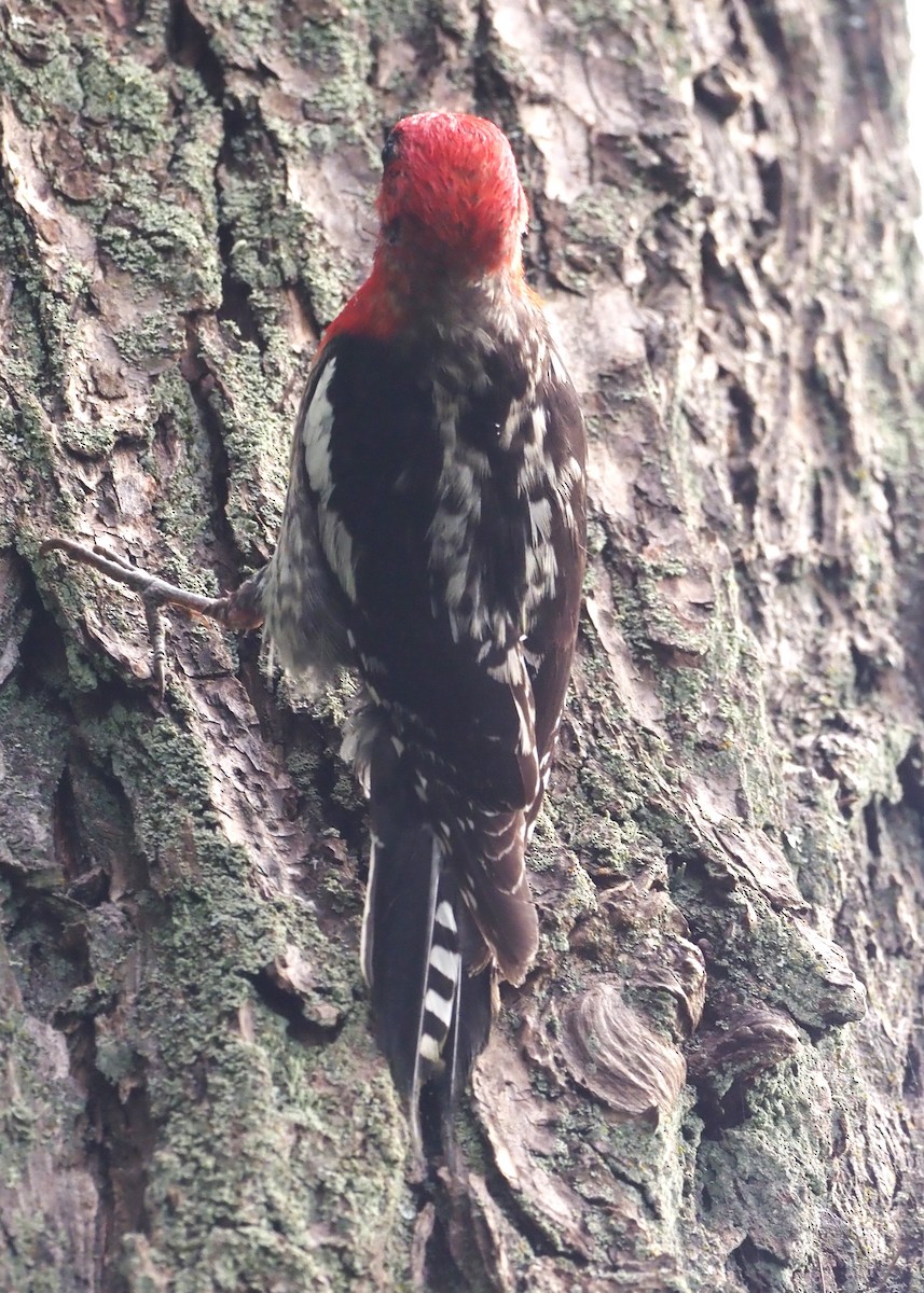 Red-breasted Sapsucker - ML620654605