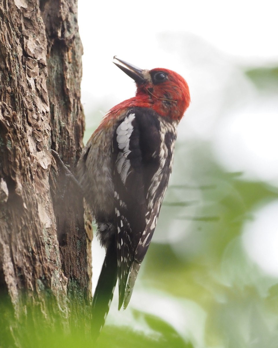Red-breasted Sapsucker - ML620654606