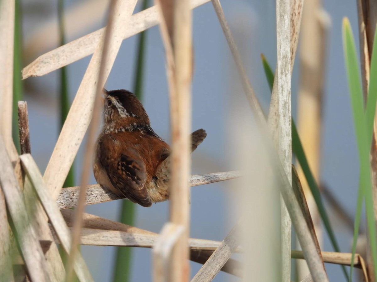 Marsh Wren - ML620654607