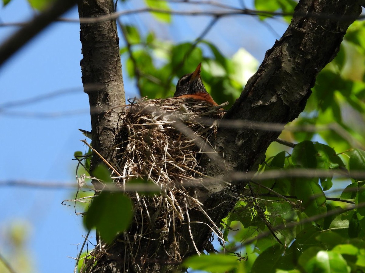 American Robin - ML620654610