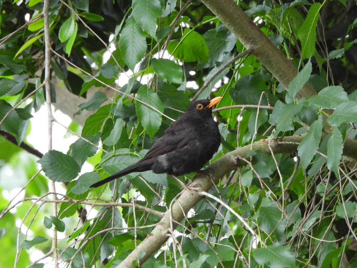 Eurasian Blackbird - ML620654611