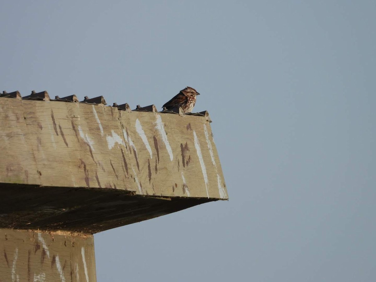 Song Sparrow - ML620654615