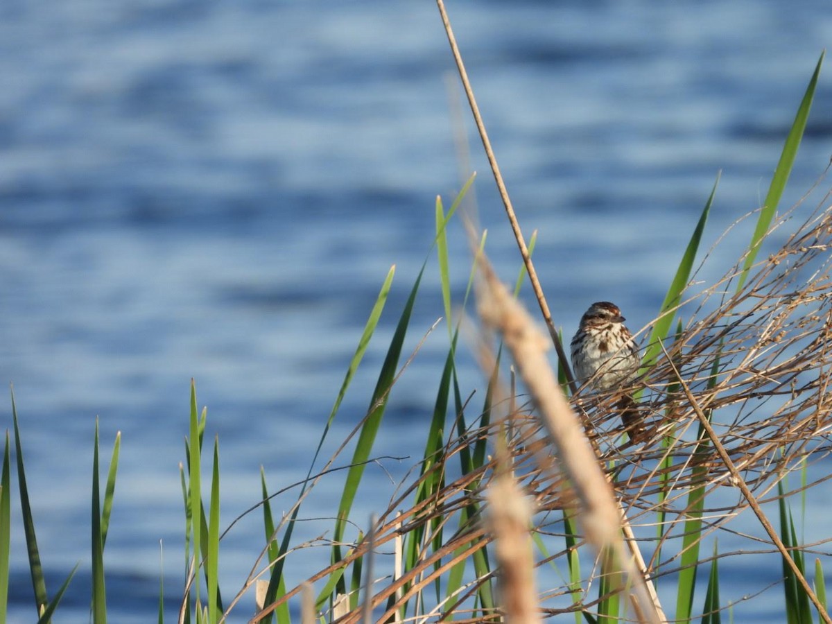 Song Sparrow - ML620654617