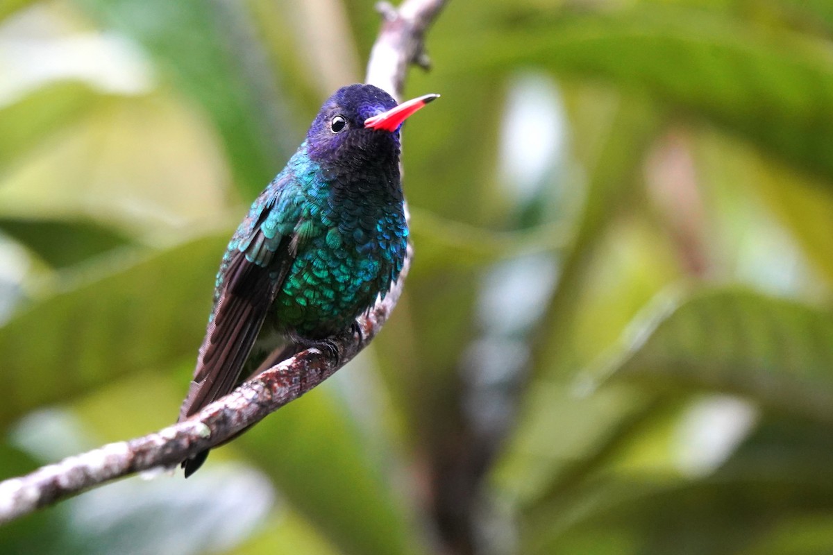 Blue-headed Sapphire - Luis Carlos García Mejía