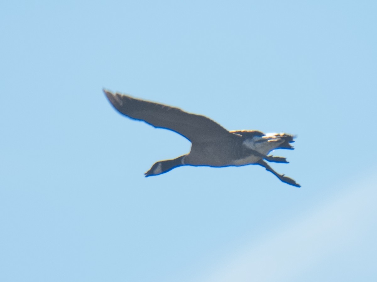 berneška malá (ssp. leucopareia) - ML620654623