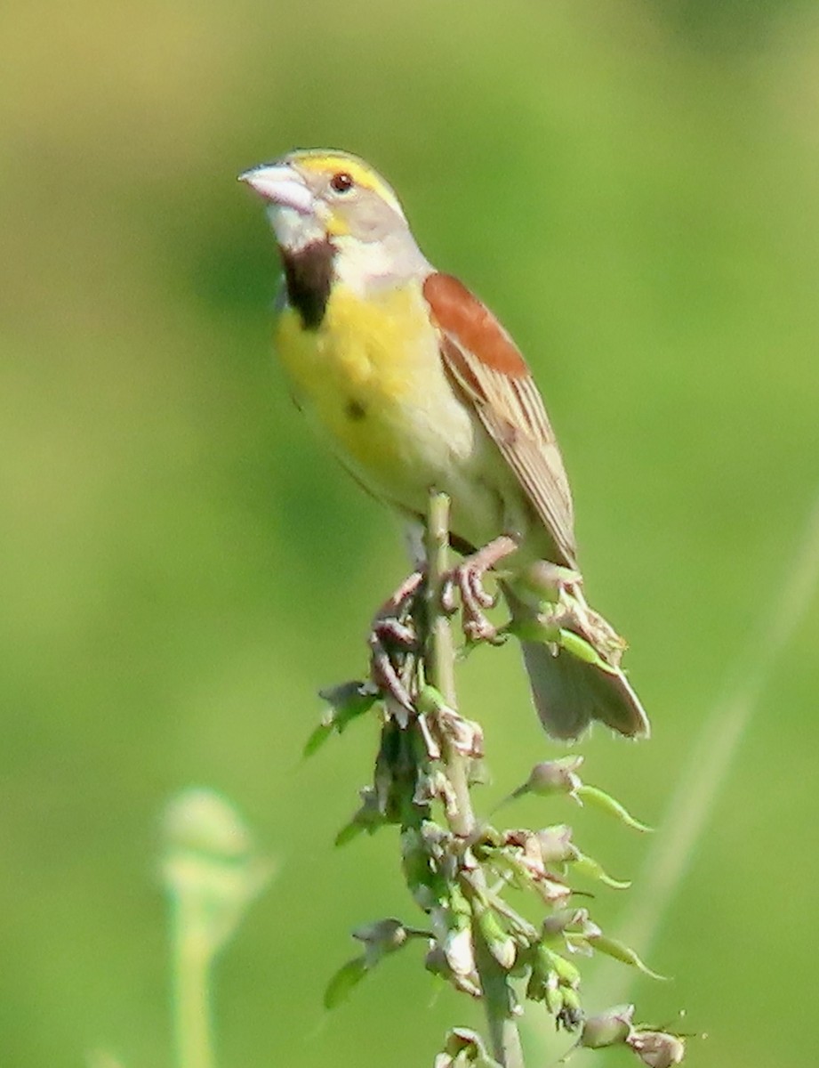 Dickcissel - ML620654628