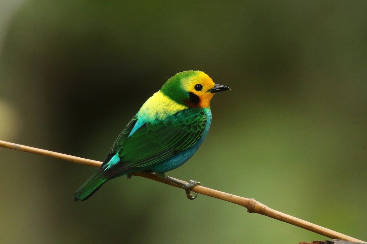 Multicolored Tanager - ML620654631