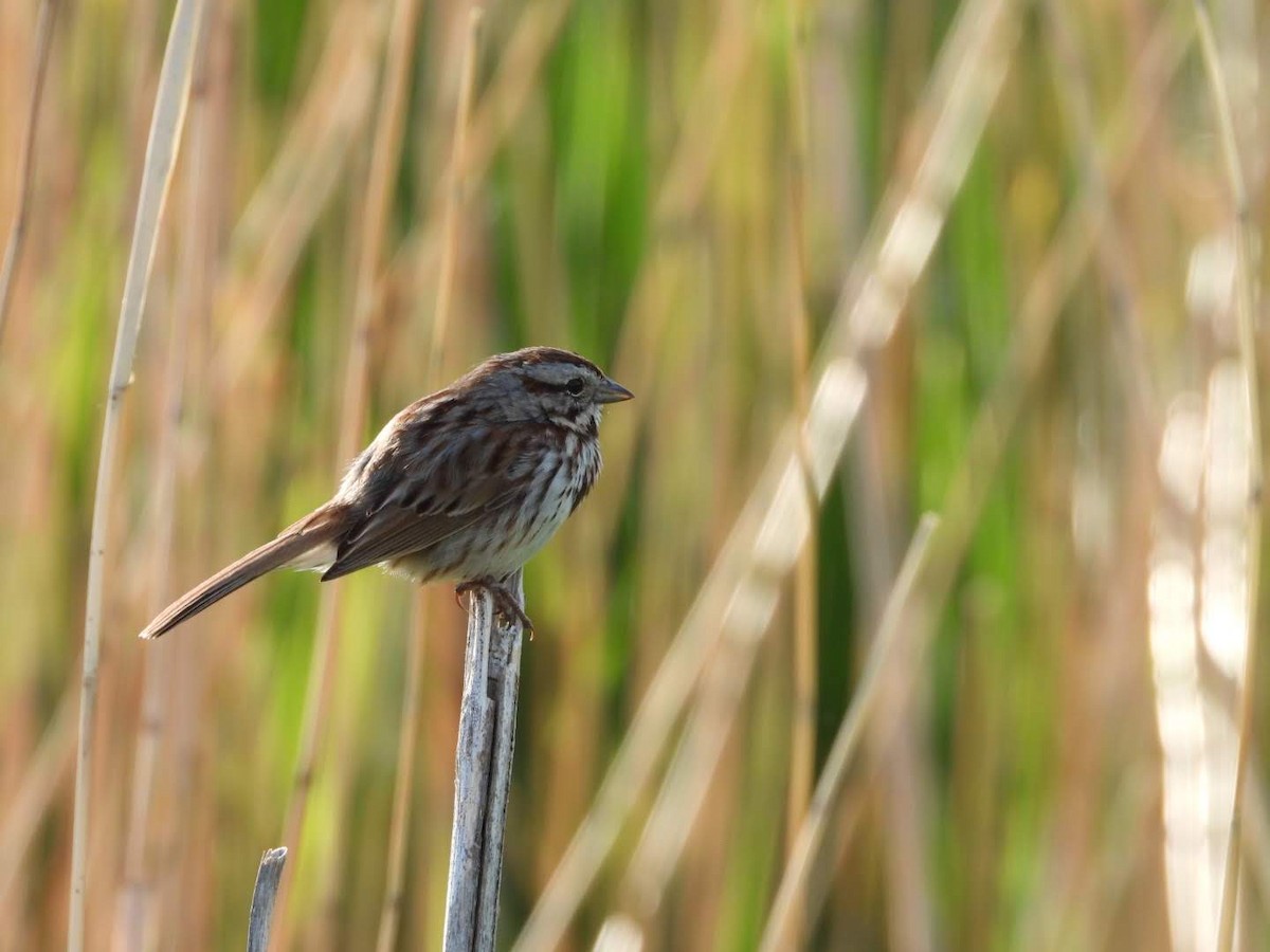 Song Sparrow - ML620654632