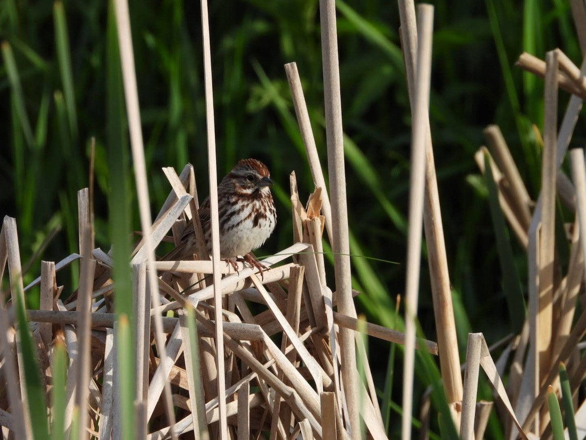 Song Sparrow - ML620654636