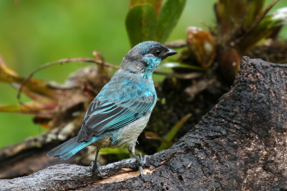 Golden-naped Tanager - Luis Carlos García Mejía