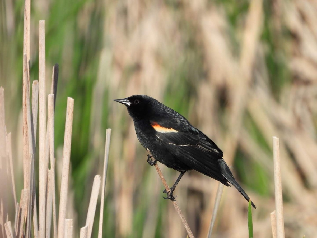 Red-winged Blackbird - ML620654645