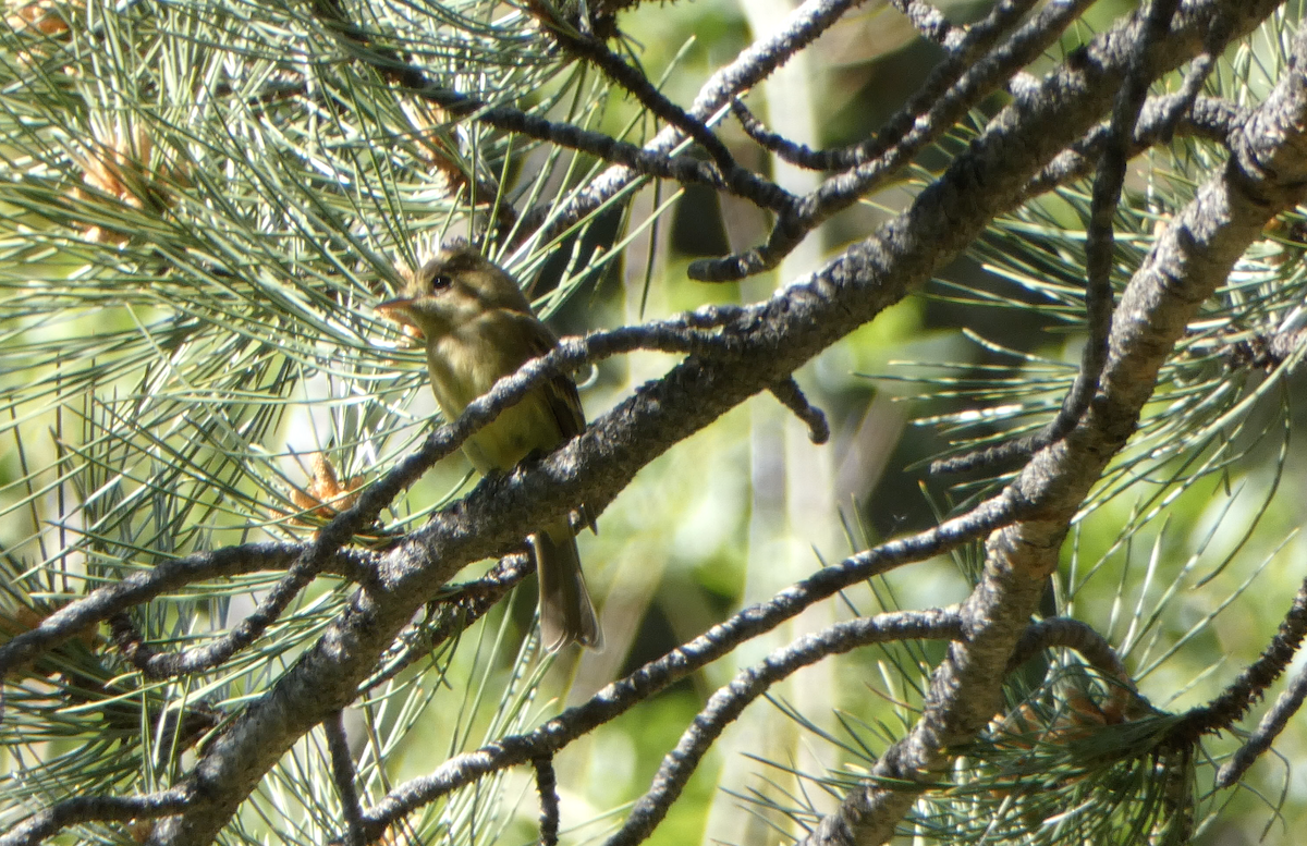 Western Flycatcher (Cordilleran) - ML620654650