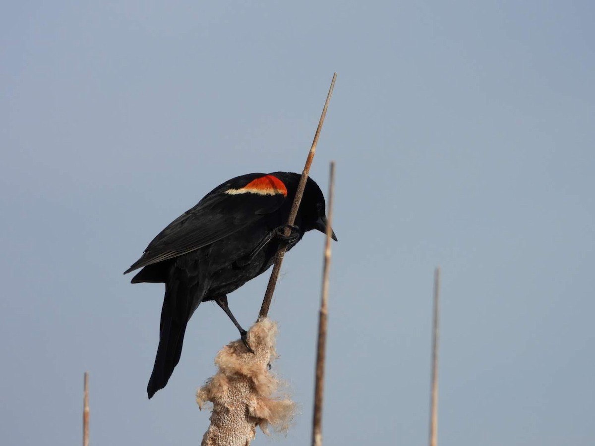 Red-winged Blackbird - ML620654651