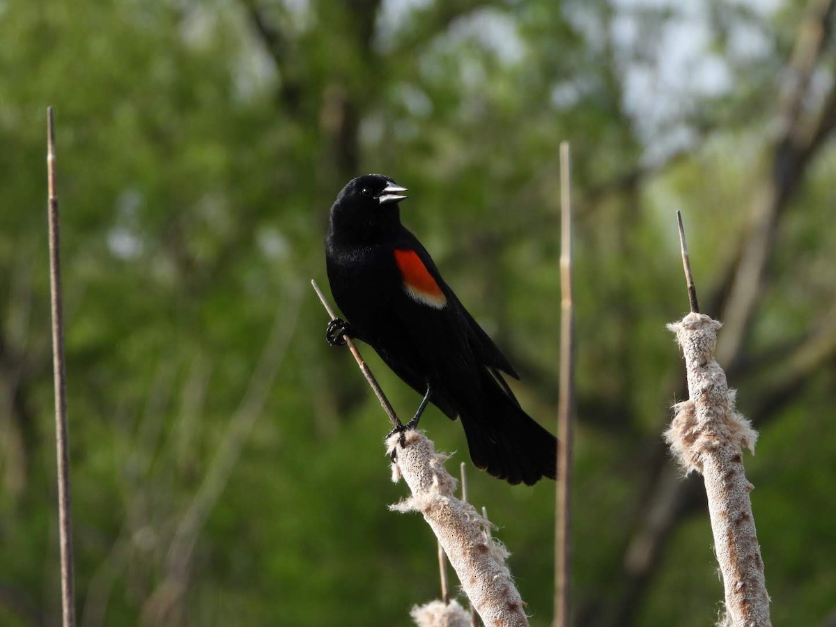 Red-winged Blackbird - ML620654653